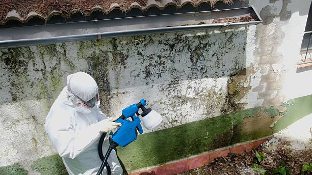 Top rated local Attic Mold Remediation specialists in Vienna, VA